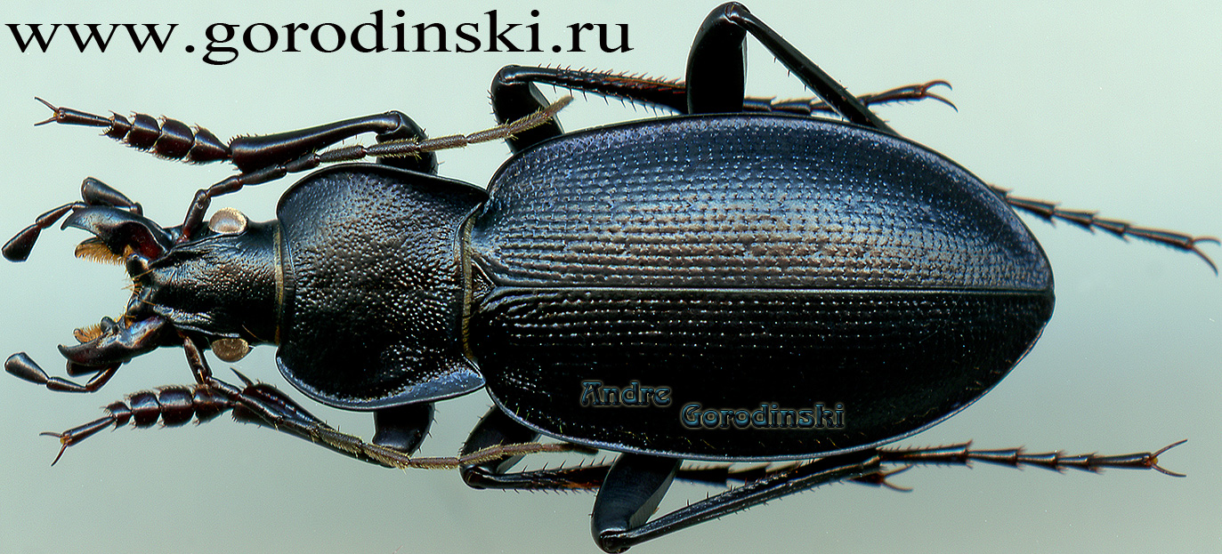 http://www.gorodinski.ru/carabus/Goniocarabus caerulans.jpg